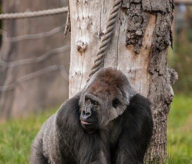 Gorilla at London Zoo