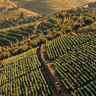Vinhedos do Douro