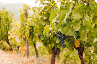 Vinhas do Vale do Douro