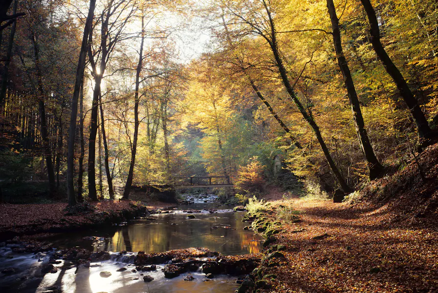 Autumn in the woods - Hotel Brimer Sights and activities Mullerthal