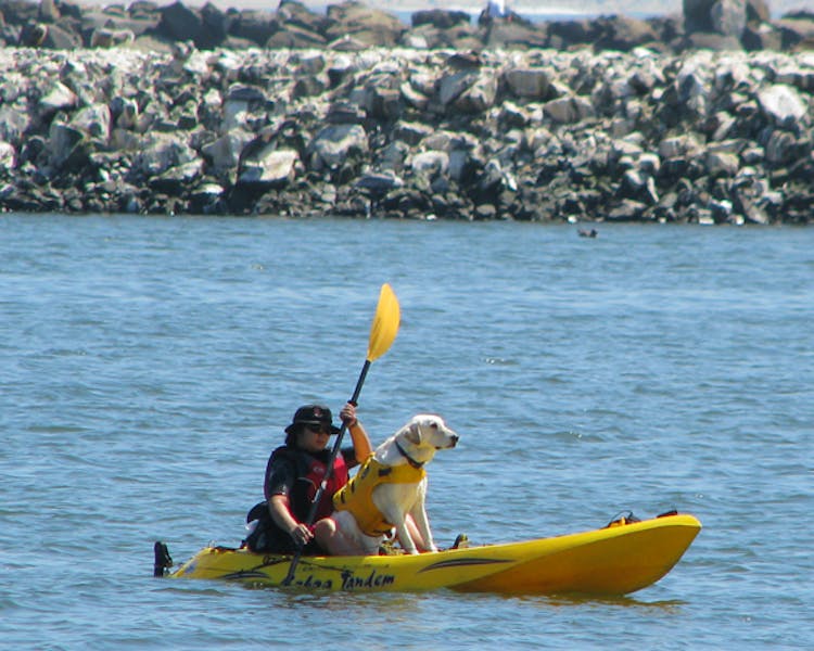 Harbor kayaker with dog