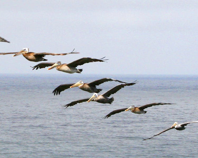 Six pelicans flying