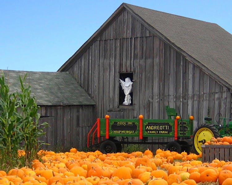 Barn with pumpkins
