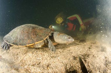Dive with turtles in Mackay
