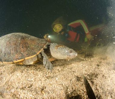 Dive with turtles in Mackay