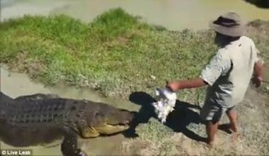 See crocodiles in the wild