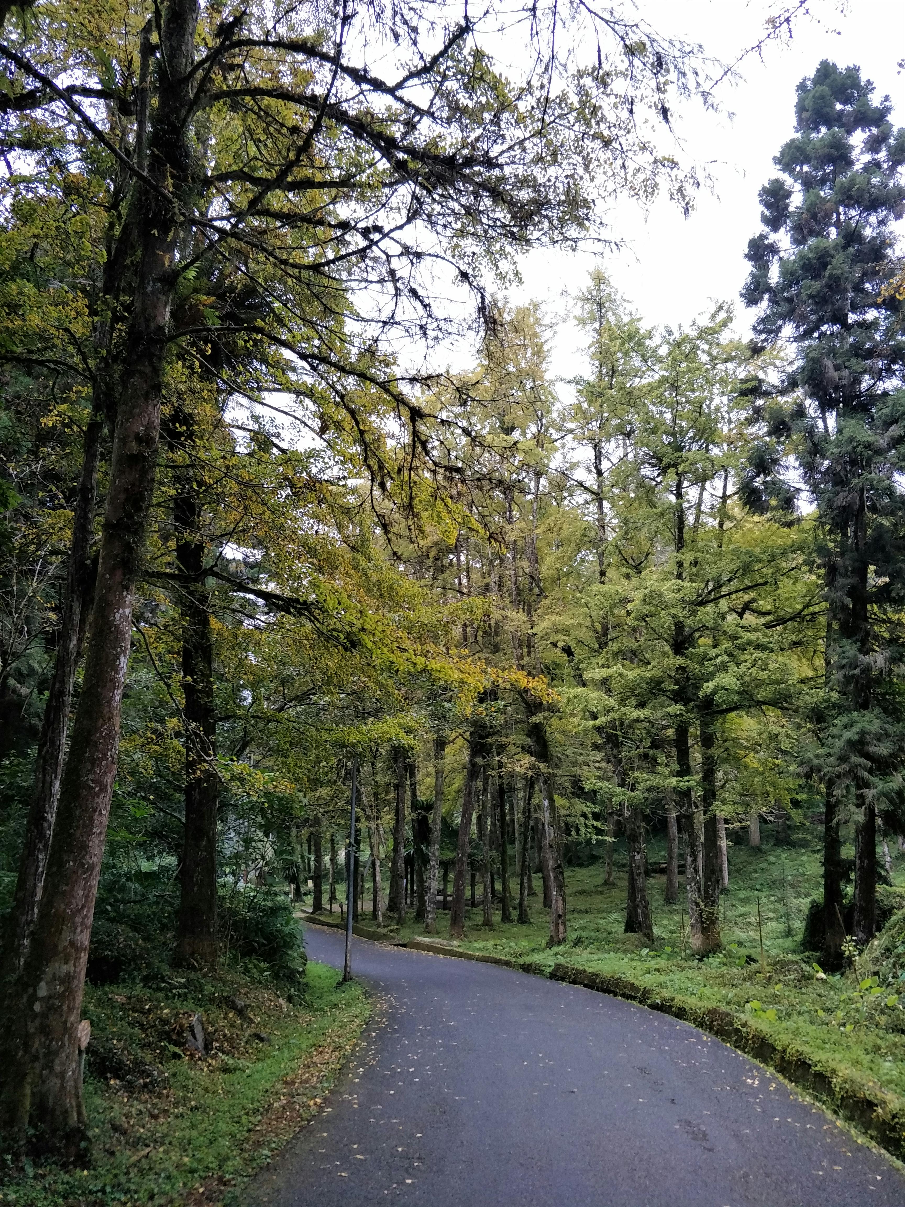 溪頭住宿推薦,溪頭民宿金台灣山莊,溪頭小木屋,杉林溪住宿推薦,週邊景點推薦,溪頭森林遊樂區,溪頭自然教育園區,銀杏林