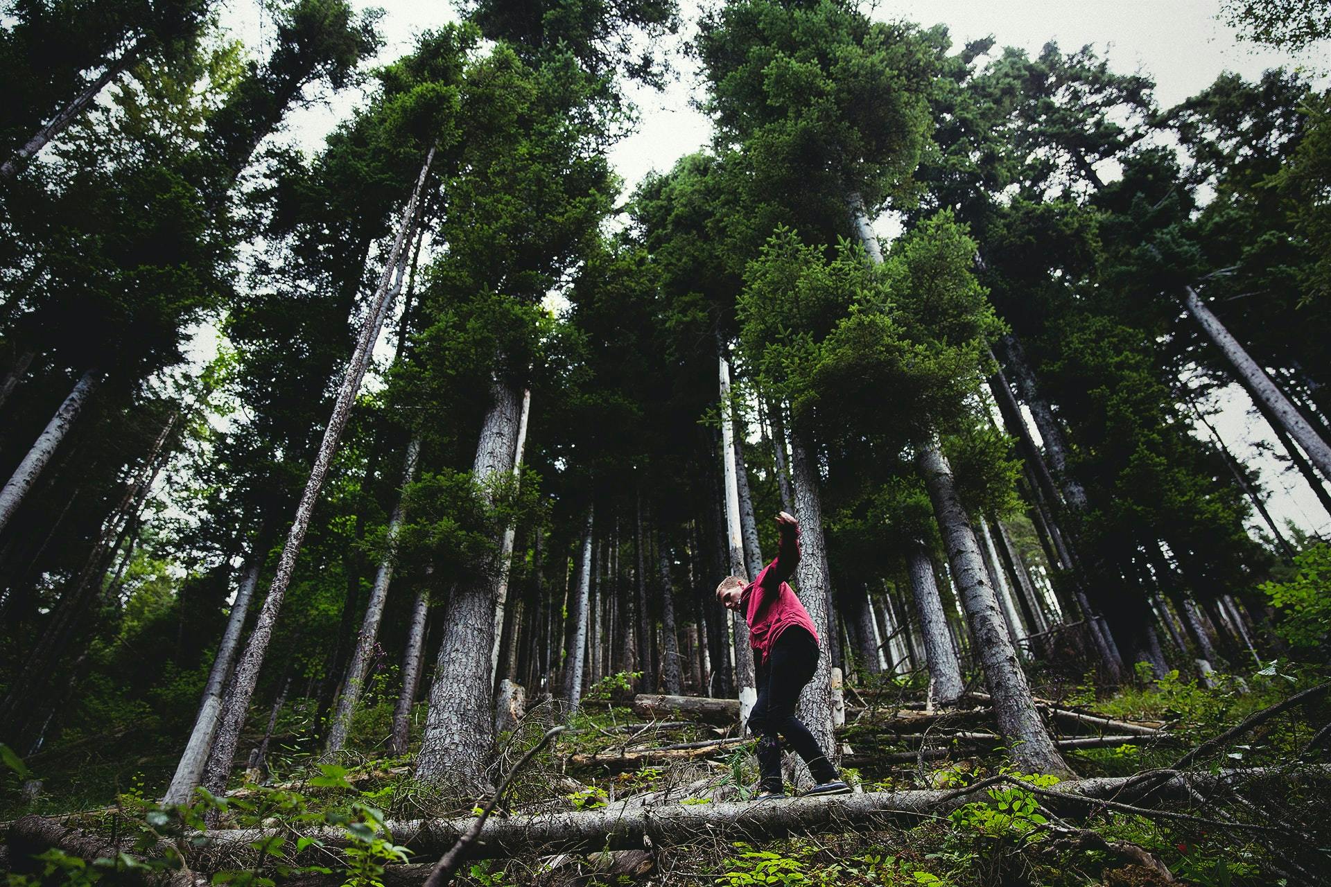 Image of a male figure hiking on branches, surrounded by tall trees.