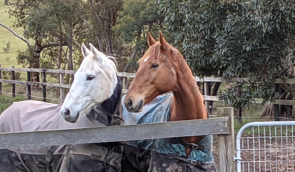 Willy and Charlie two of our many horses