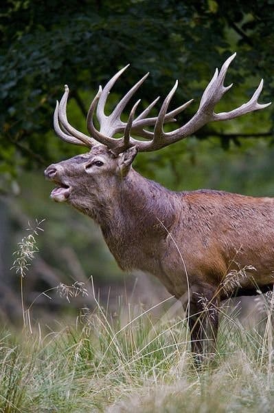 a stag during the roar