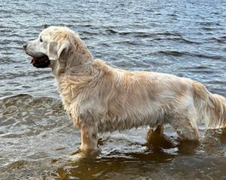 Pet-Friendly Fun at Dayspring Cottages - Dog Enjoying Water Play