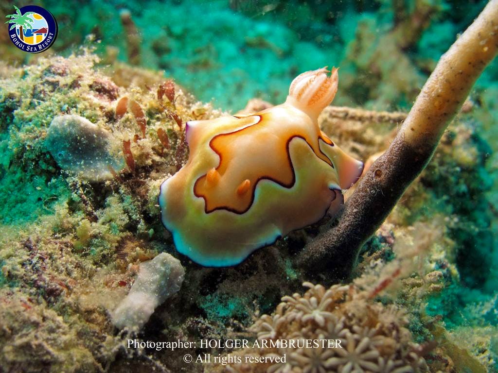 Marine creatures that can be found in Panglao Bohol Dive Sites