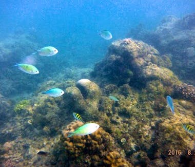Underwater activities if you go Diving at Bohol Sea Resort