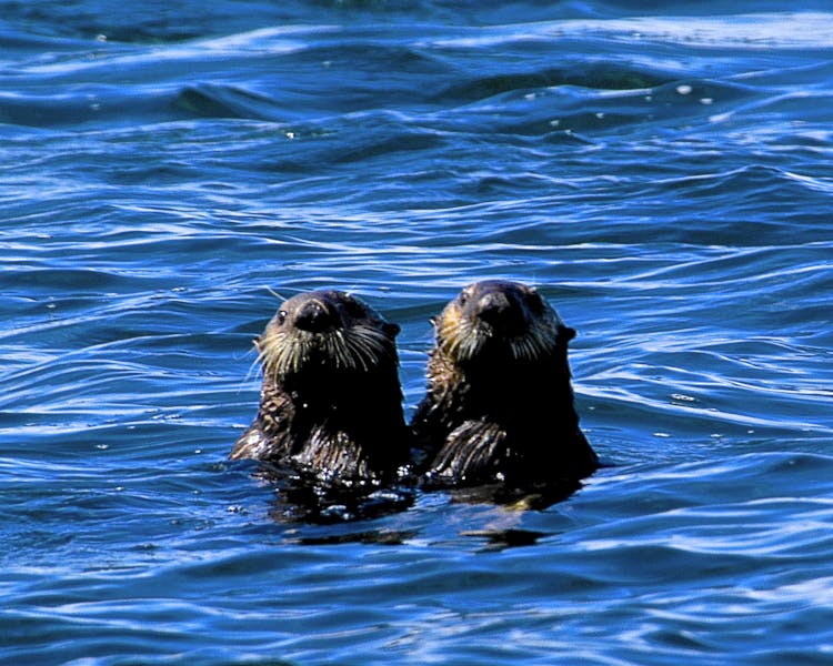 Rafts of Otters are the friends you'll see on a slatwater trip with Deep Creek Fishing Club