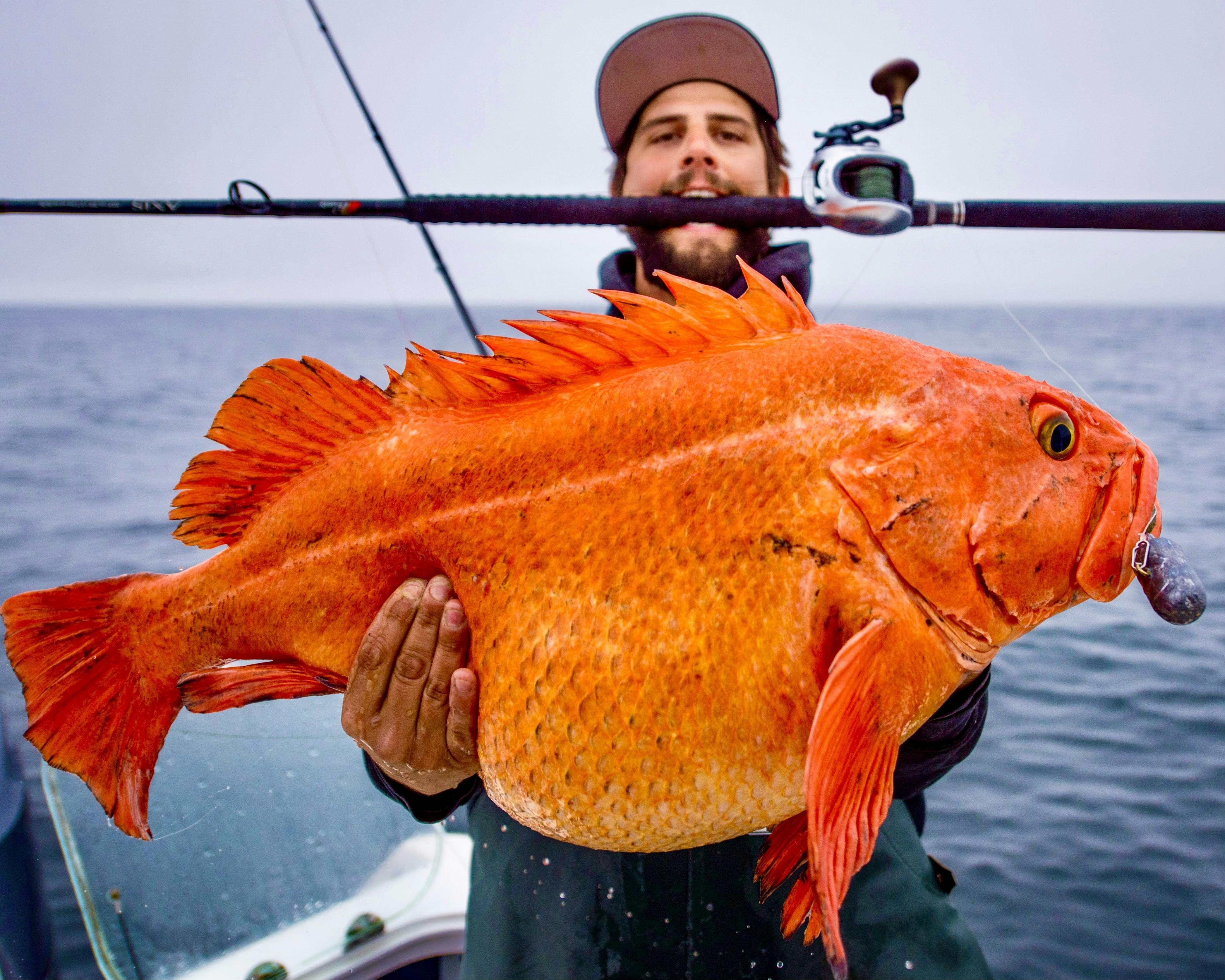 Fisherman posing with a monster yellow eye he caught while on a saltwater fishing trip with Deep Creek Fishing Club