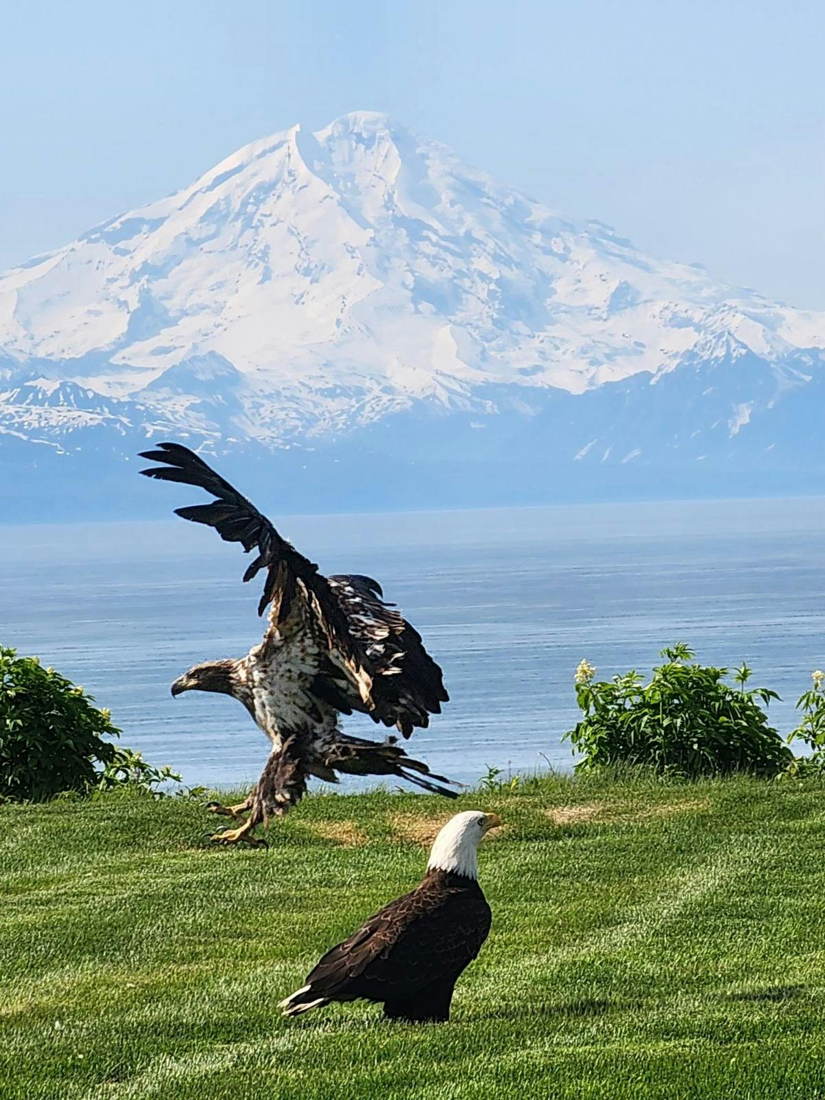 Bald eagles stop to visit us at Deep Creek lodge