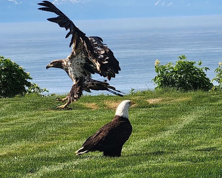 Bald eagles stop to visit us at Deep Creek lodge