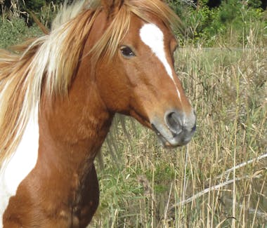 Wild Ponies
