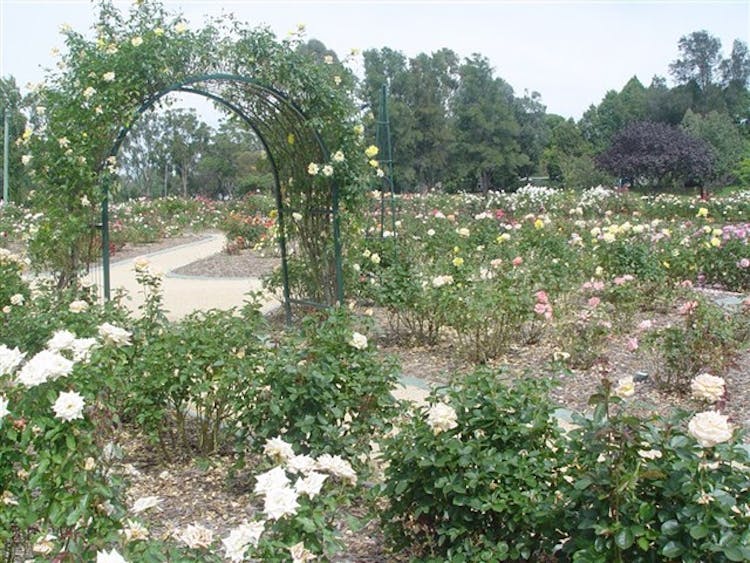 Victoria Park Rose Garden