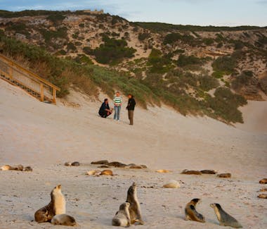 Kangaroo Island Seal Bay