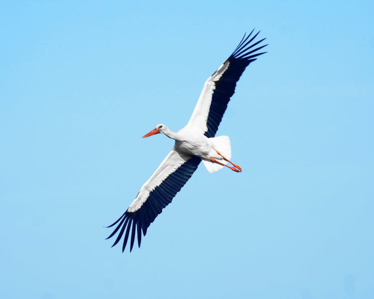Na Costa Vicentina pode avistar muitas espécies de aves. Alguma protegidas.