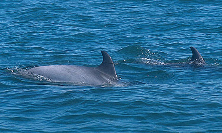 Na Costa Vicentina, faça passeios de barco e observe golfinhos.