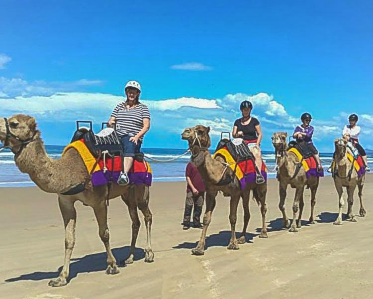 Ocean Park Motel - Coffs Coast Camels
