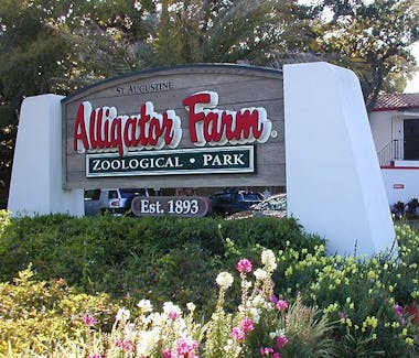 Alligator Farm