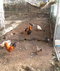 Chickens area