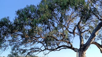Yachts seen between the gnarled and bent gum tree on the blue still waters of Georges Bay near St Helens.