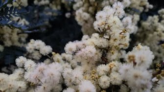 Creamy gum tree flowers in Beaumaris.