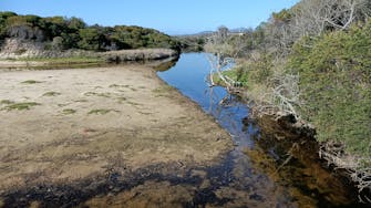 Reedy Creek passes among thick bushland under blue sky.