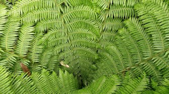 Looking down on the centre of a large fern.