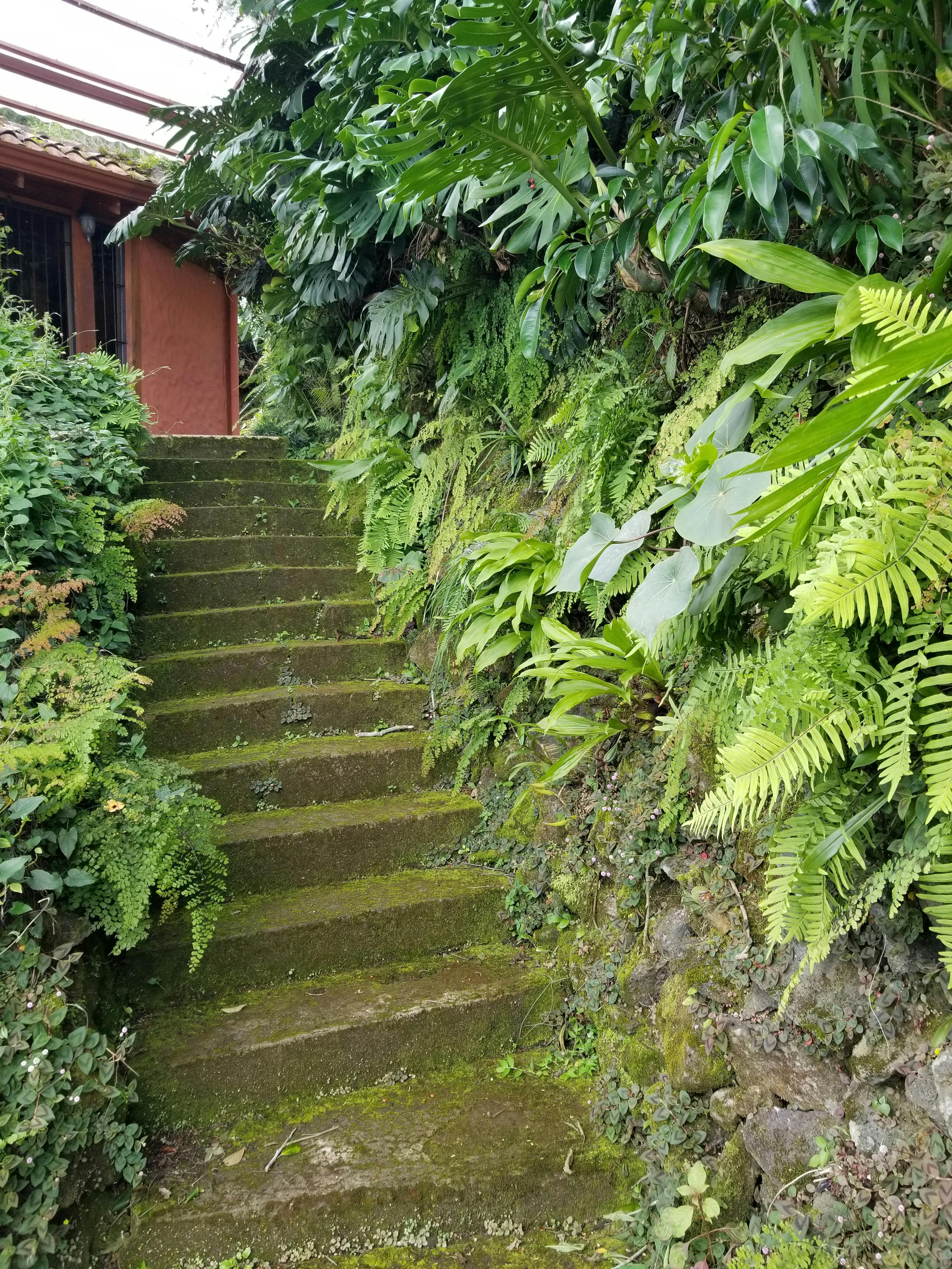 Towards Birds of Paradise covered terrace