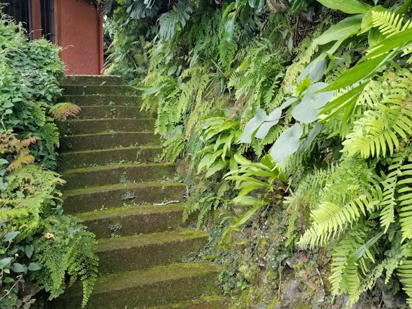 Towards Birds of Paradise covered terrace