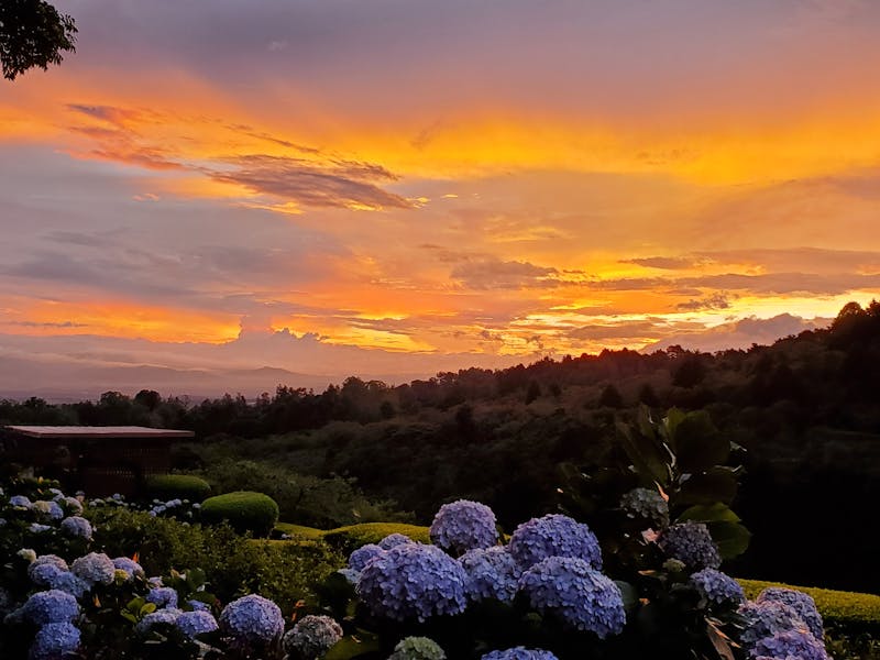 Large Hydrangeas with sunset in background