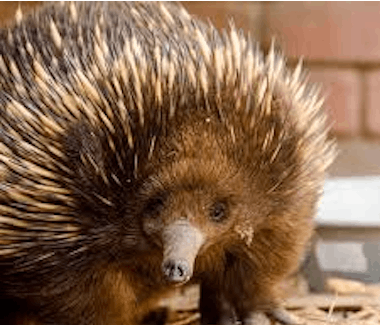 Ballarat Wildlife Park