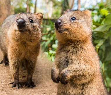 Quokka, Quokkas are found on some smaller islands off the coast of Western Australia, Rottnest Island just off Perth