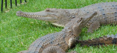 The saltwater crocodile (Crocodylus porosus), also known as the estuarine crocodile, Indo-Pacific crocodile, marine crocodile