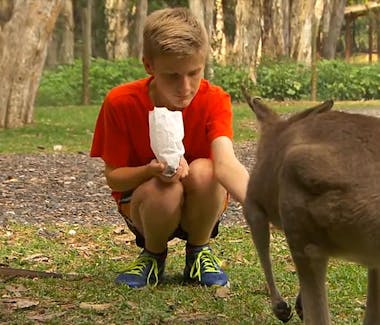 Boy Feeding kangaroo at Currumbin Wild Life Sanctuary