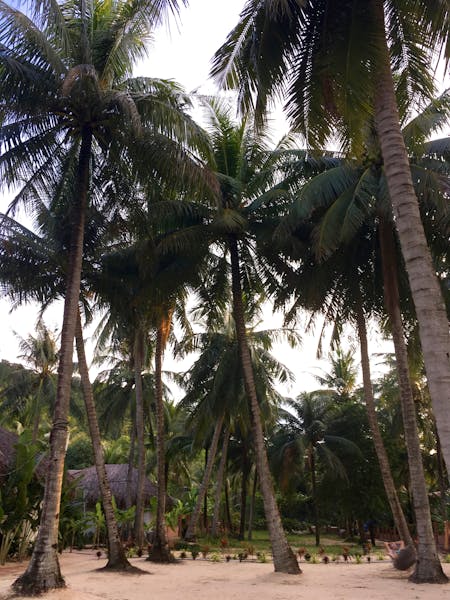 Tropical Garden and coconut trees in Phu Quoc Peppercorn Beach