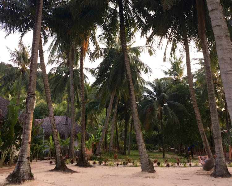 Tropical Garden and coconut trees in Phu Quoc Peppercorn Beach