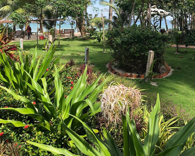 Peppercorn Beach Tropical Garden