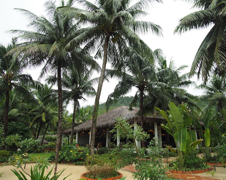 Tropical Garden and coconut trees in Phu Quoc