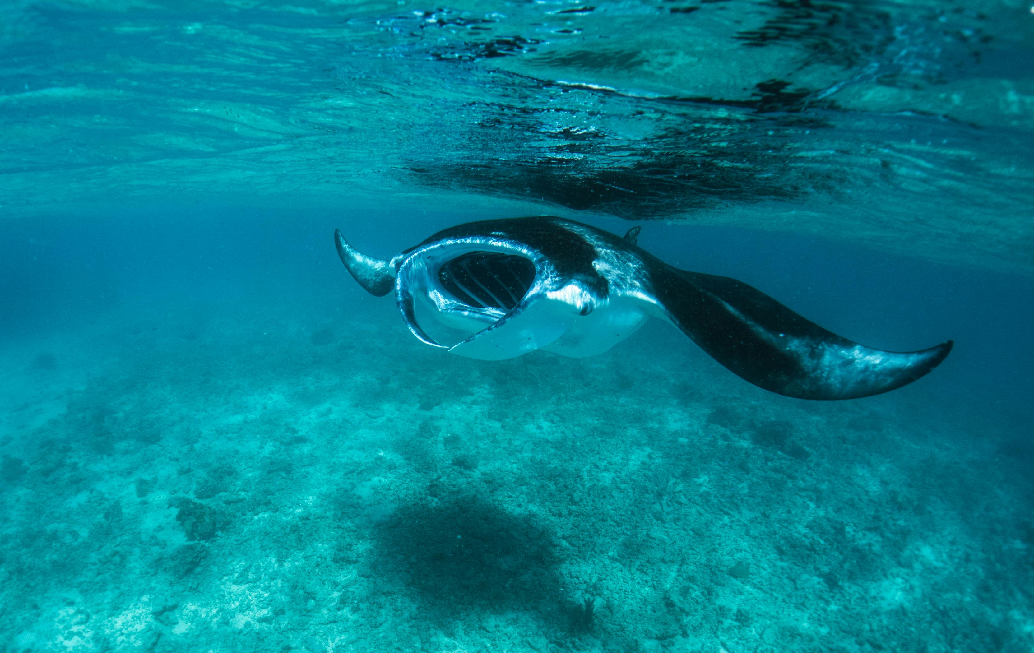 Manta ray