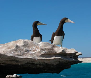 birdwatching