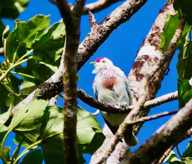 Bird Watching Taveuni Fiji