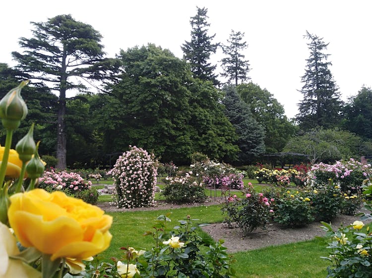 Rose Garden at Ashburton Domain