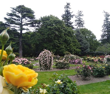 Rose Garden at Ashburton Domain
