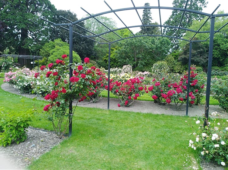 Ashburton Domain Rose Garden